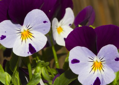 güzel Hercai Menekşe