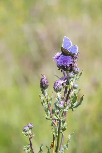 Vanlig blå fjäril — Stockfoto