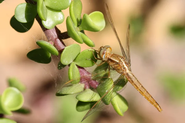 Libélula na planta — Fotografia de Stock