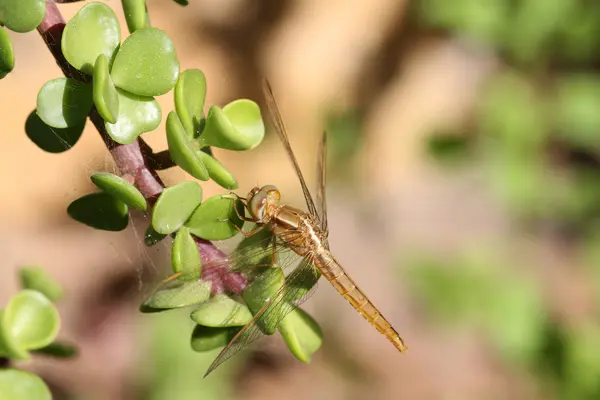 在植物上的蜻蜓 — 图库照片