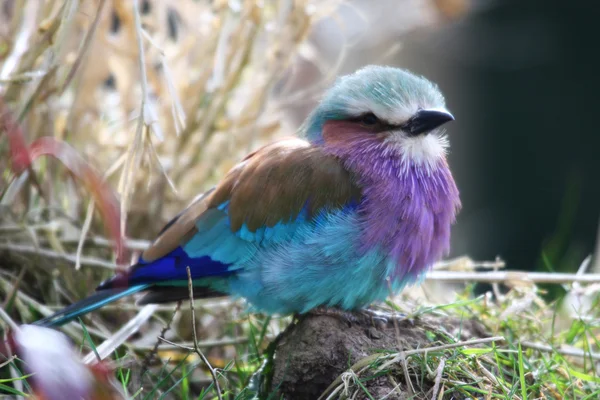 Roller Payudara Lilac — Stok Foto