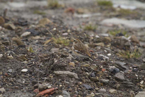 Nieve Bunting — Foto de Stock