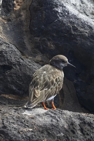 Turnstone (Arenaria interpreta ) — Foto Stock