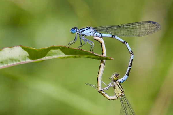 Wspólne damselflies niebieski — Zdjęcie stockowe