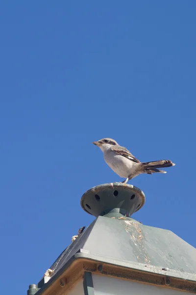 Zuidelijke grijze klauwier — Stockfoto