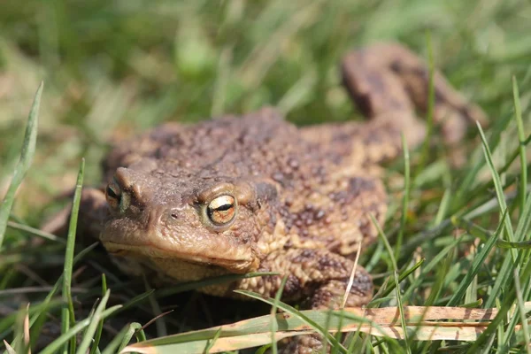 Toad on grass — Stock Photo, Image