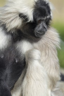 dekorativa inför en tegelvägg