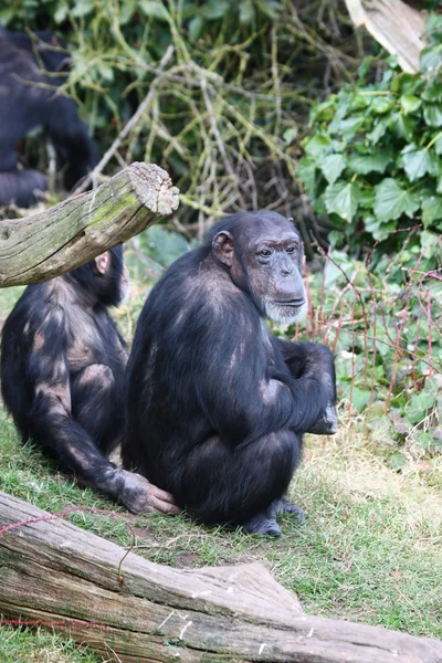 Black chimpanzees — Stock Photo, Image