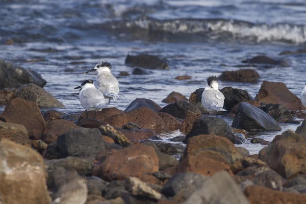 Sandwich Terns — Stock Photo, Image