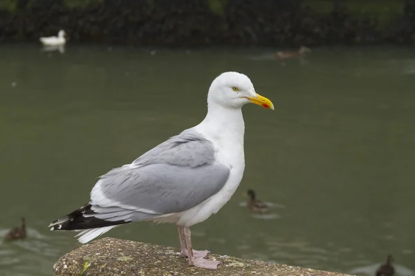 Seagull perched on a harbour wall — Stock Photo, Image