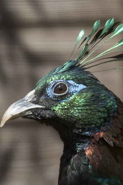 Himalayan monal — Stock Photo, Image