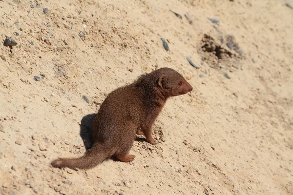 Mongoose assis dans le sable — Photo