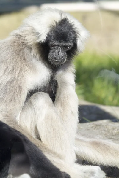 Gibbon preto e branco — Fotografia de Stock