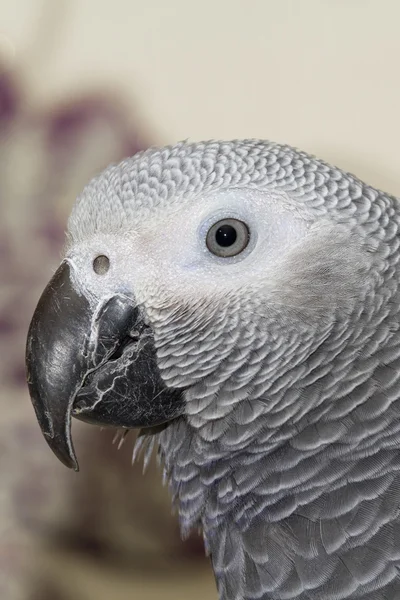 African Grey Parrot — Stock Photo, Image