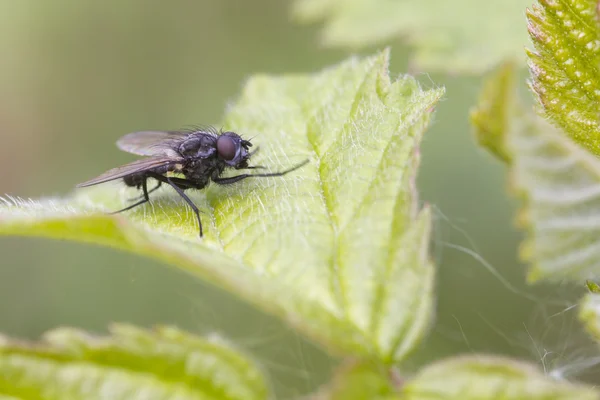 Fly on a leaf — Stock Photo, Image