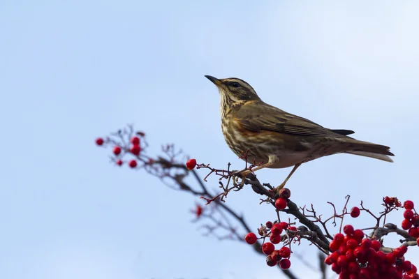 Redwing empoleirado no ramo — Fotografia de Stock