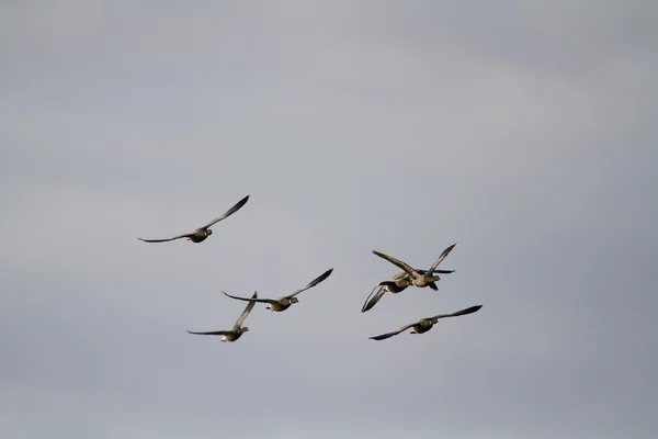 Brent Gooses (Branta bernicla) — Stock Photo, Image