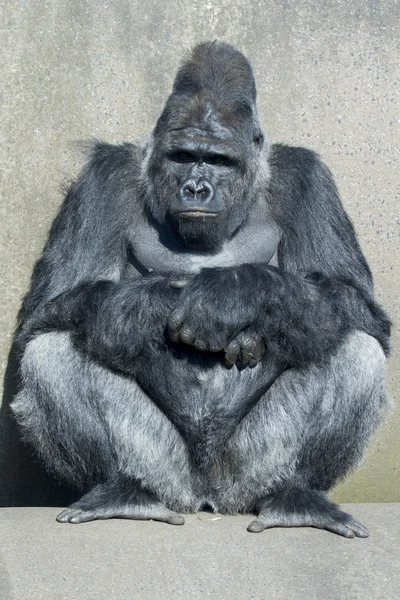 Silverback gorilla — Zdjęcie stockowe