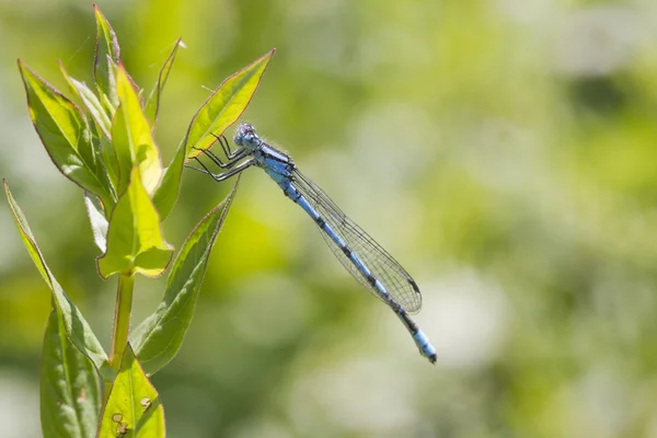 Damselfly azul — Fotografia de Stock