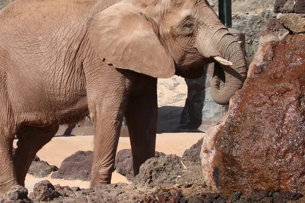 Elefante grande —  Fotos de Stock