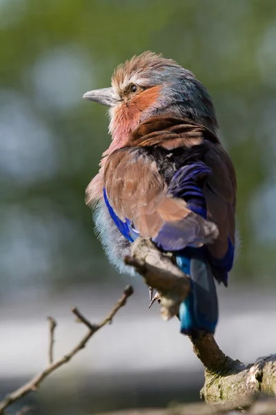 Fliederbrust-Walze — Stockfoto