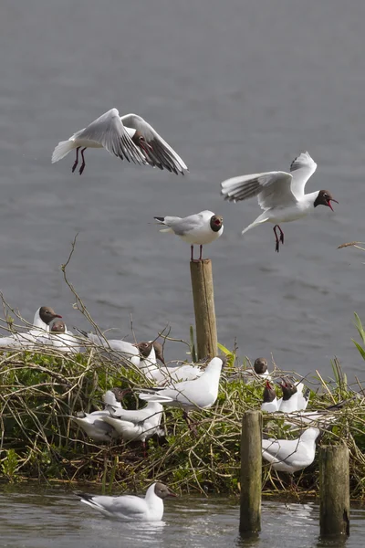 Black headed gulls — Stock Photo, Image