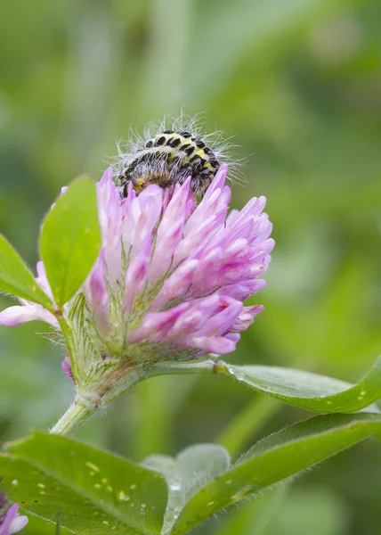 5-spot burnet housenka — Stock fotografie