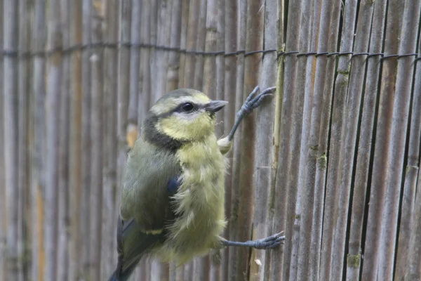 Mésange bleue — Photo