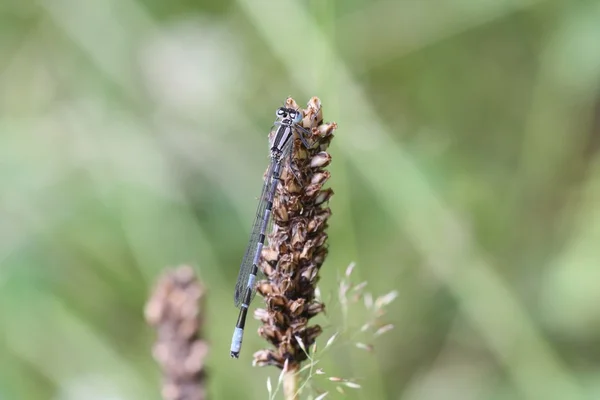 Damigella — Foto Stock