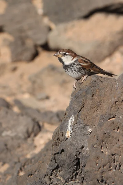 Sparrow dari Fuerteventura — Stok Foto