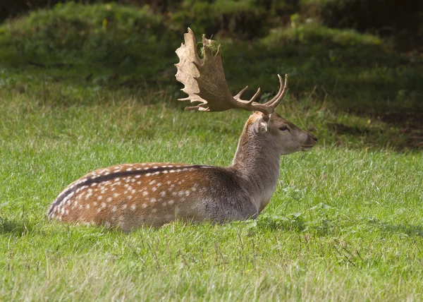 Fallow Deer — Stock Photo, Image