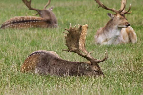 Fallow Deers — Stock Photo, Image