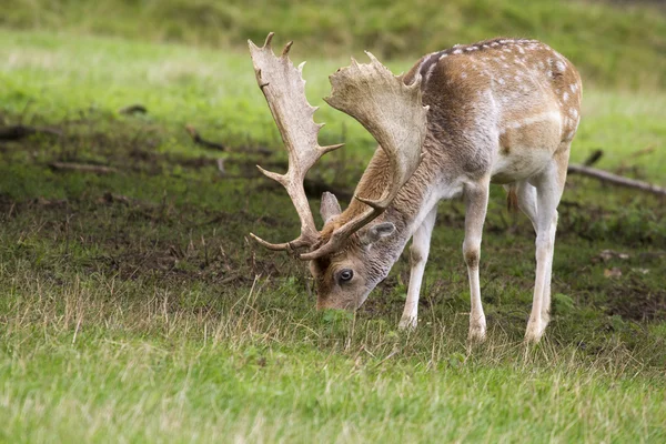 Fallow Deer — Stock Photo, Image