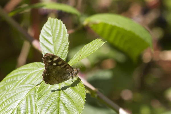 Speckled wood butterfly — Stock Photo, Image