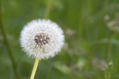 karahindiba tohumları