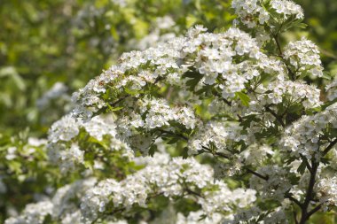 alıç (crataegus bitkisinden)