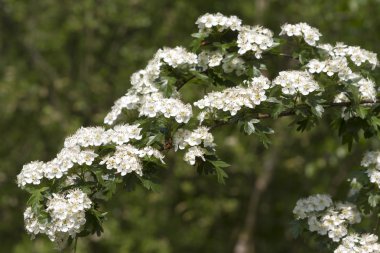 alıç (crataegus bitkisinden)
