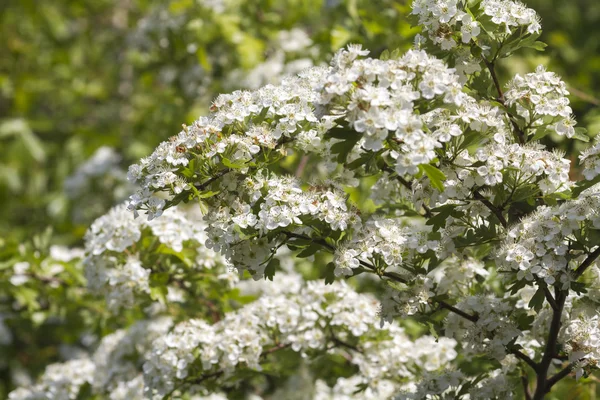 Espinheiro (Crataegus monogyna ) — Fotografia de Stock