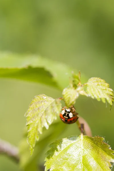 Marienkäfer auf Blatt — Stockfoto