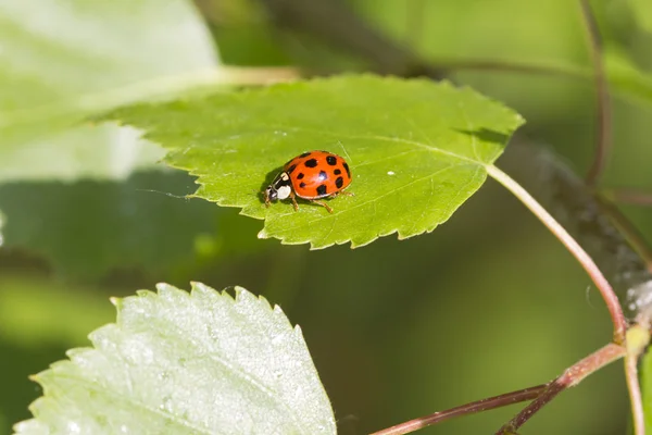 Ladybird on leaf — Stock Photo, Image