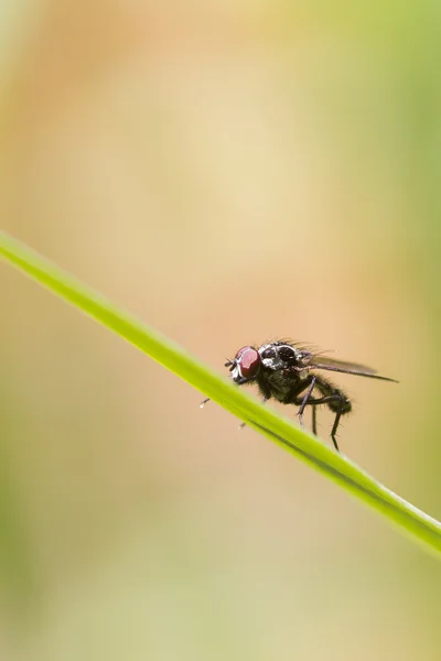 Een vlieg op sprietje gras — Stockfoto