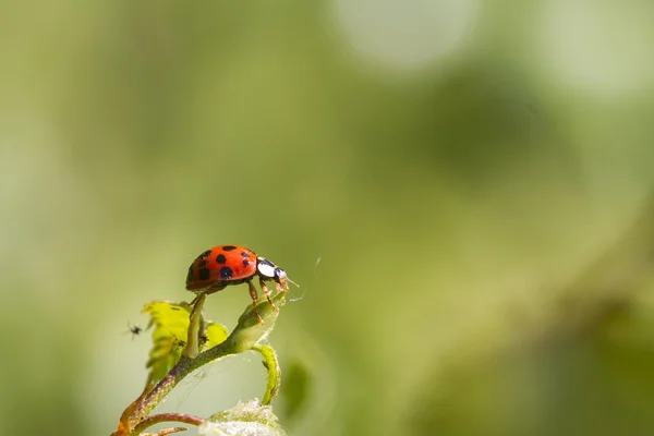 Lieveheersbeestje op blad — Stockfoto