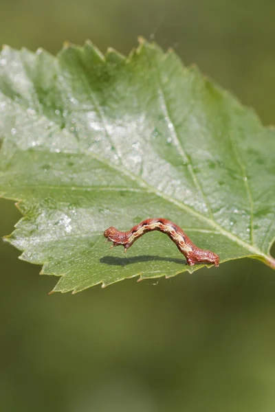 Mottled Umber — Stock Photo, Image