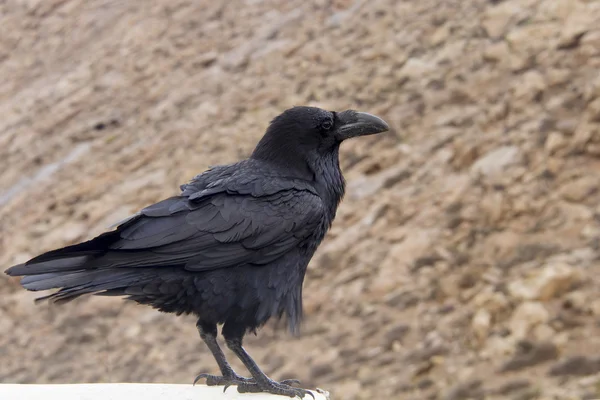 Raven empoleirado em uma borda — Fotografia de Stock