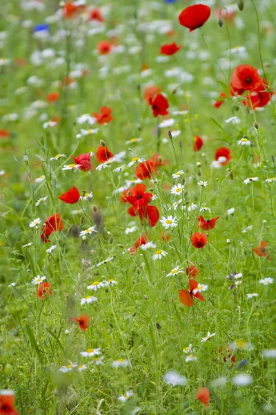 Pradera de flores silvestres — Foto de Stock