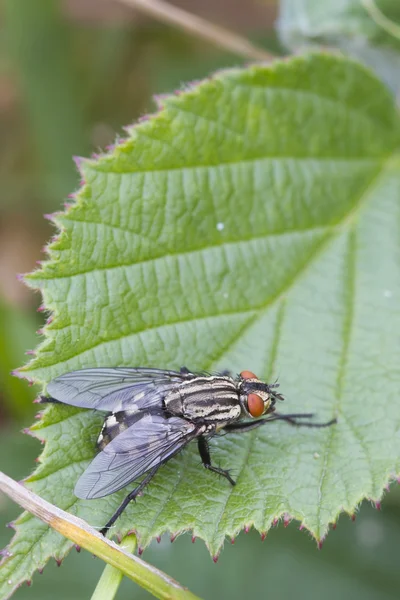 Et sineği (sarcophaga bercaea) — Stok fotoğraf