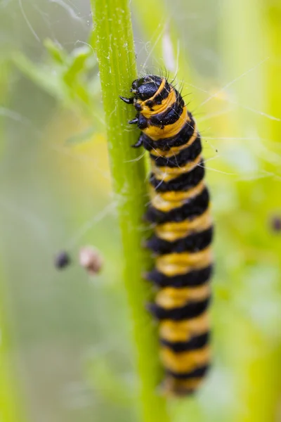 Cinco spot Burnet Caterpillar — Fotografia de Stock