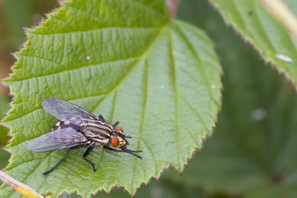 Flesh Fly (Sarcophaga bercaea) — Stock Photo, Image