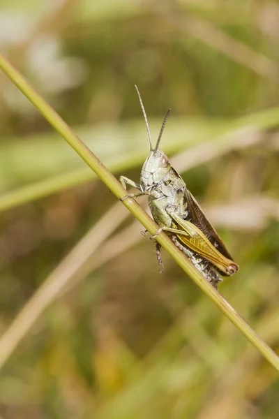 Grasshopper on leaf — Stock Photo, Image