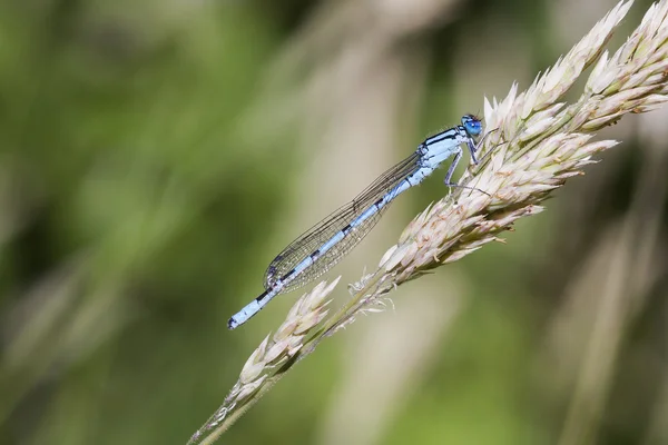 Damselfly σε χόρτο — Φωτογραφία Αρχείου